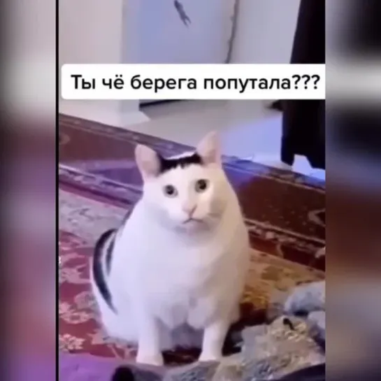 Котик поругал