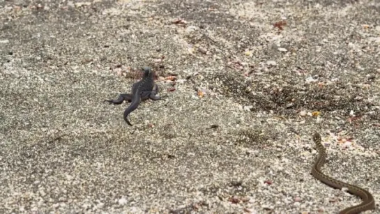 Iguana vs Snakes - Planet Earth II