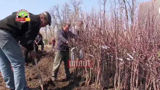 ДНР. Начало садоводства Республики