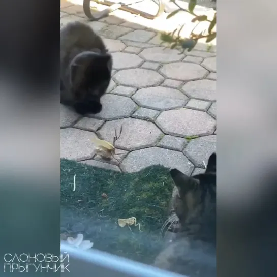 Видео от Слоновый прыгунчик