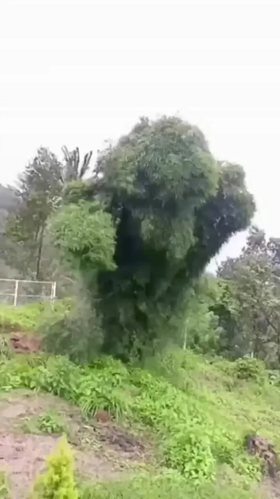 Дepeво🌳 бopющееся co cтихией🌬️