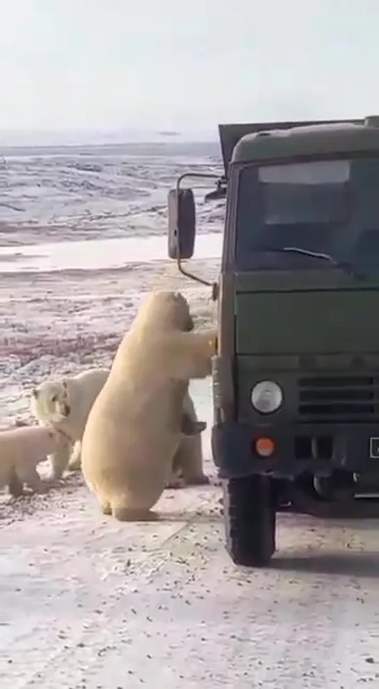 Медведи на трассе