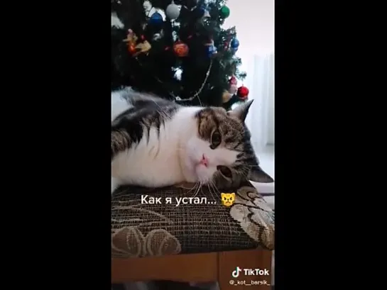 Без кота и жизнь не та(1)