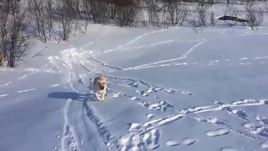 Когда собака проводит эту зиму лучше тебя...