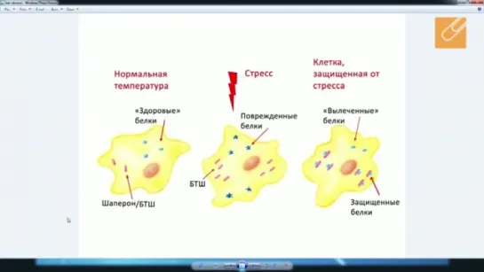 Почему температура тела человека именно 36,6