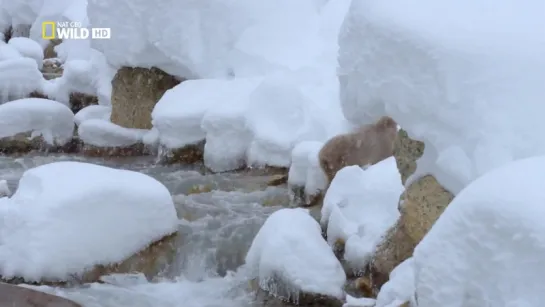 Дикая Япония: Снежные обезьяны | Wild Japan: Snow Monkeys | 2014