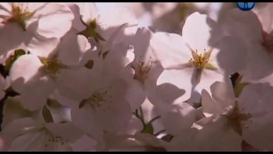 Дорогой цветущих сакур / Japon. La route des cerisiers en fleurs / 2009