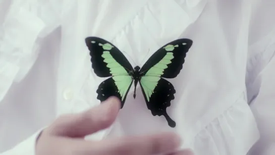 [MV] BEAST - Butterfly