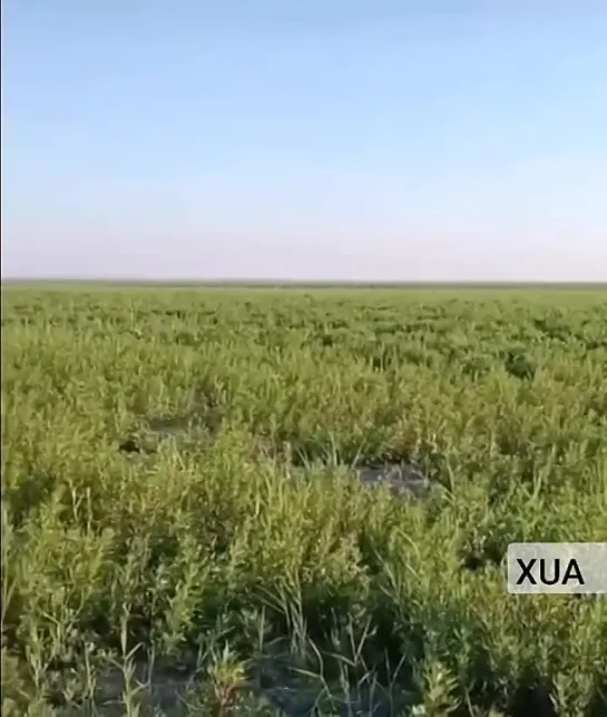 Каховское водохранилище сейчас (18.08.23)