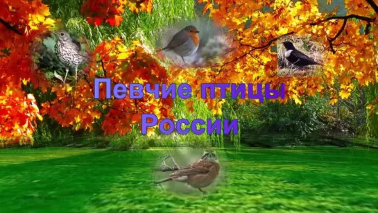 Певчие птицы России