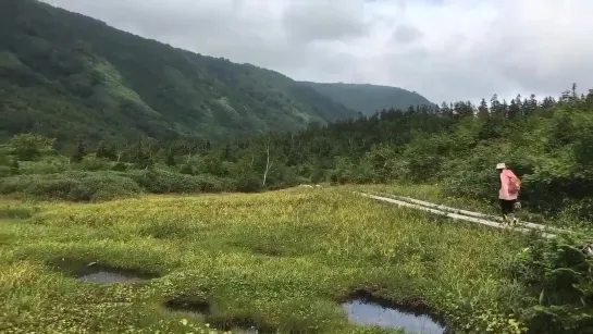 栂池自然園 高山植物 観察中なり〜_bouquet__空気もおいしい__- りりあ2017夏旅 https___t.co_XXPuUAnhpY ( MQ )