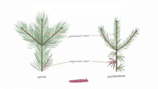 6. Морфология растений. Разнообразие побегов_ сосна, лиственница.