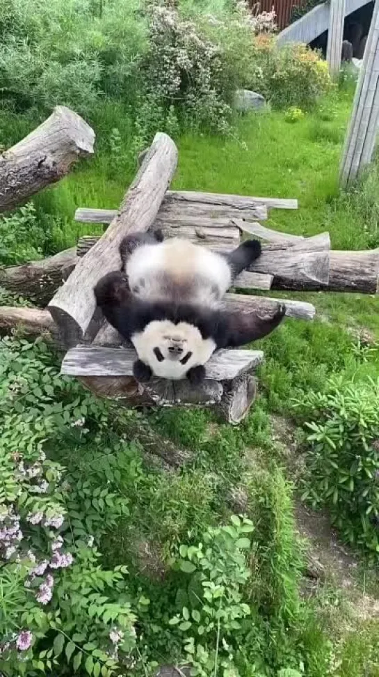 ❦ 🐼 Панда 🐼 ❦