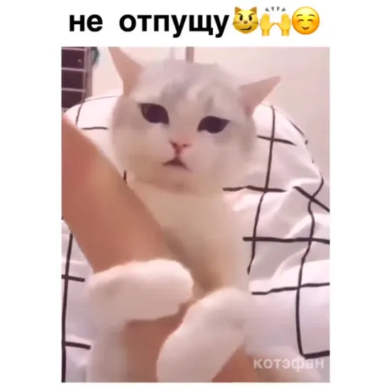 Котик не отпускает на работу :)