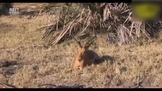 Когда животные спасают друг друга