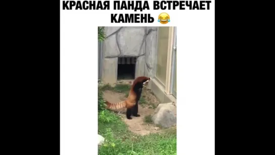 Милое видео