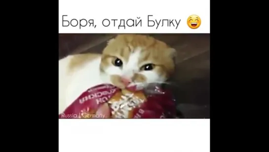 Боря, отдай булку!