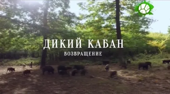 Дикий кабан. Возвращение (2018) TVRip