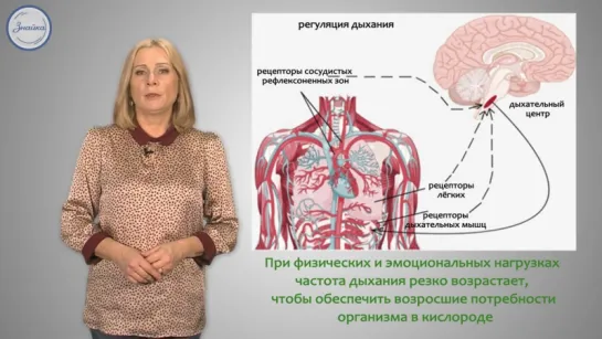 Биология 8 класс. Регуляция дыхания