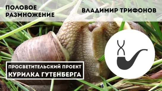 Половое размножение – Владимир Трифонов