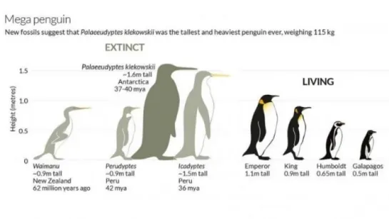 ***Гигантские ископаемые пингвины (рассказывает Евгений Коблик)