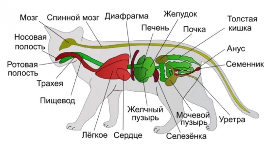 Заболевания кошек (рассказывает ветеринар Александр Шабейкин)