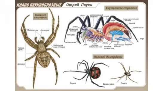 Ядовитые пауки (рассказывает зоолог Даниил Осипов)