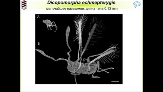 Алексей Полилов_ «Строение мельчайших насекомых»