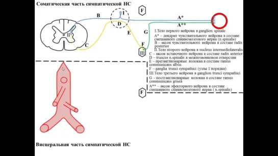 Изранов В.А - Вегетативная рефлекторная дуга