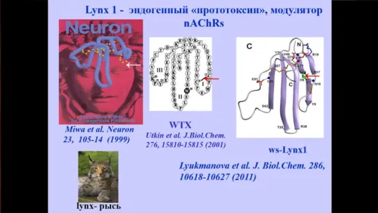 Виктор Цетлин Полипептидные нейротоксины и рецепторы вчера и сегодня