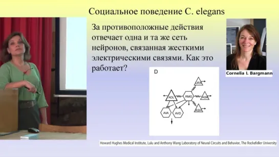 Биологические механизмы влияния социума на поведение индивидуума