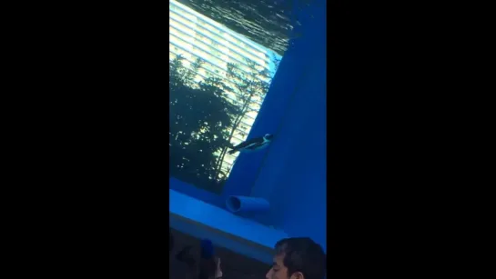 @umekapxtupa 公園じゃなければ入場料も取られますが池袋サンシャインシティの水族館がおすすめです。。。。ぺんぎんとコツメカワウソがとてもかわいいです。 ( MQ )