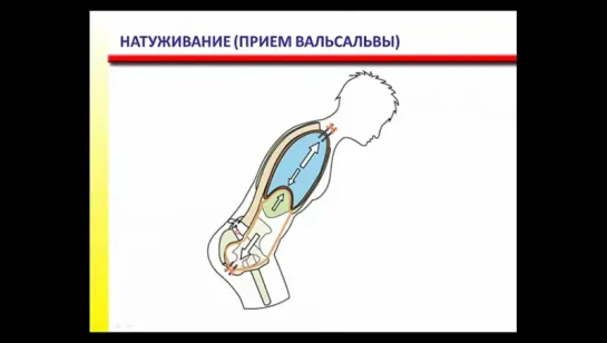 Функциональная анатомия, основы биомеханики