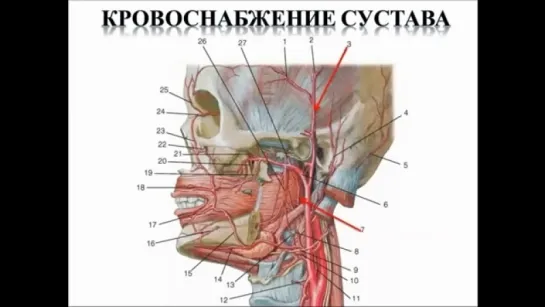 Височно-нижнечелюстной сустав: строение, функция, кровоснабжение, иннервация