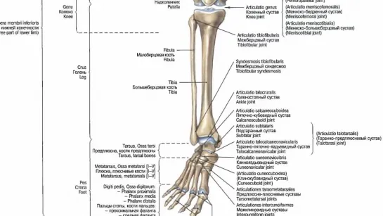 Урок 6. Нижние конечности