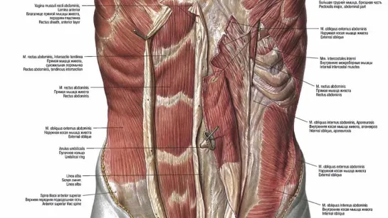 Урок 3. Мышцы груди и живота