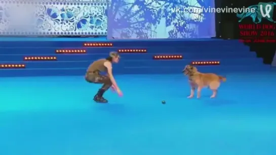 Шикарное выступление на World Dog Show