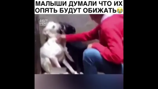 Братья наши меньшие