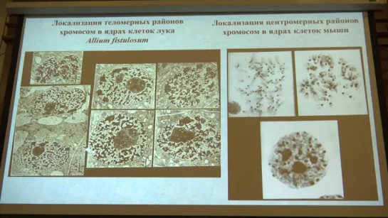 Клеточная биология. Профессор Онищенко Галина Евгеньевна (Лекция 5)