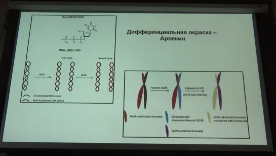 Клеточная биология. Профессор Онищенко Галина Евгеньевна (Лекция 4)