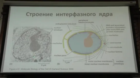 Клеточная биология. Профессор Онищенко Галина Евгеньевна (Лекция 2)