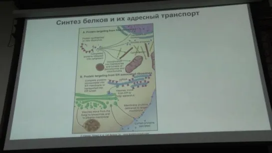 Клеточная биология. Профессор Онищенко Галина Евгеньевна (Лекция 1)