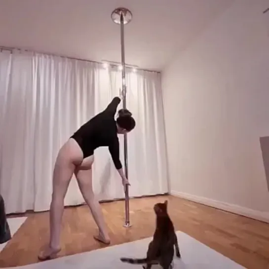 Pole Dance с котом