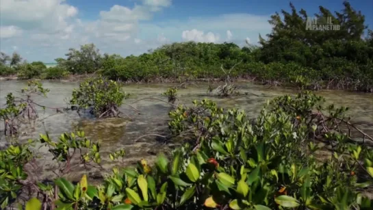 03. Мангровые заросли / Mangroves