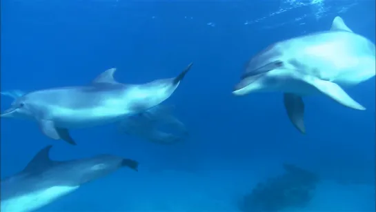 Дельфины в океанской синеве / Dolphins In The Deep Blue Ocean (2009)