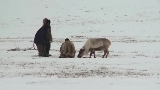 Книга тундры: Повесть о Вуквукае – маленьком камне / The Tundra Book: A tale of Vukvukai the Little Rock (2011)