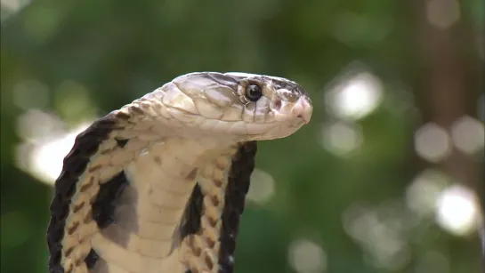 Змеи. Тайны самых смертоносных созданий на земле / Snakes. Secrets of Nature’s Deadliest Creatures (2014)