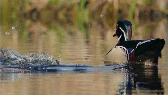 Необычный документальный фильм про уток / An Original DUCKumentary (2012)