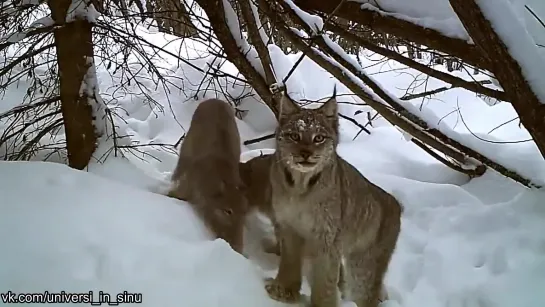 Рысь поймала зайца