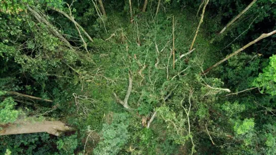 Однажды в лесу / Once in the Forest / Il était une forêt (2013)